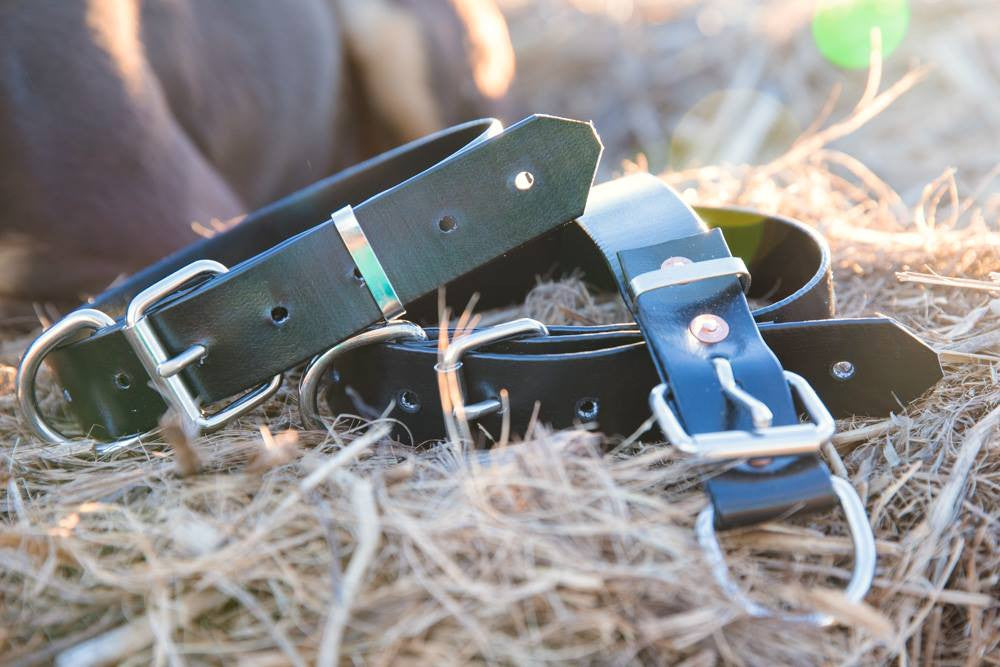 Dog Collar PVC 32mm x 55cm - Black – Clermont Kelpies