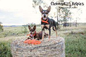 Dog Collar PVC 32mm - Orange