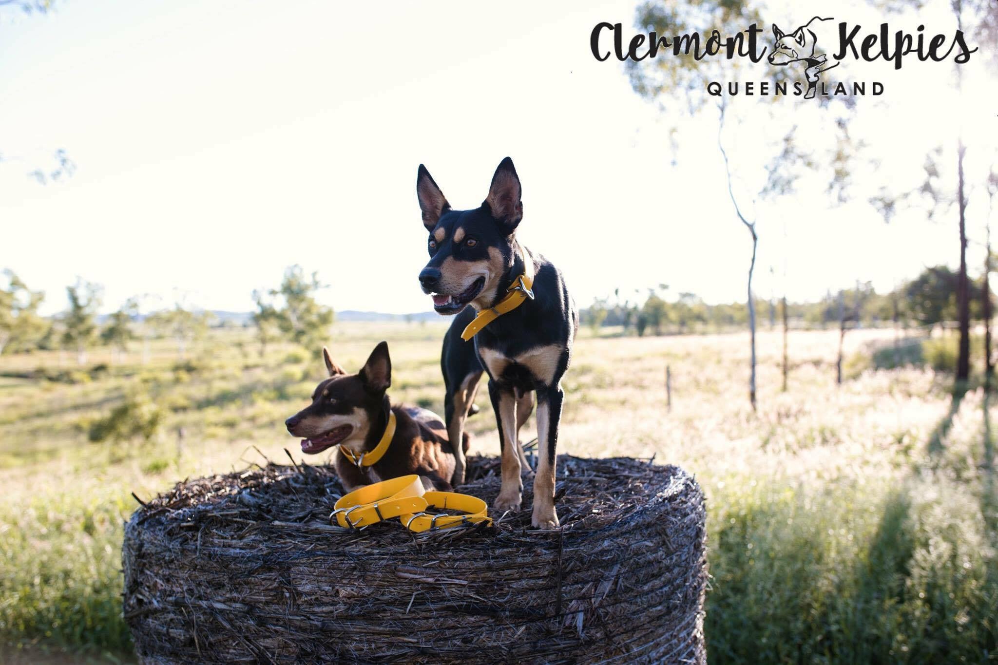 Dog Collar PVC 32mm - Yellow