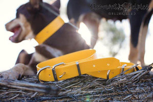 Dog Collar PVC 32mm - Yellow